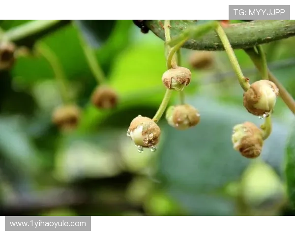 揭秘白菜博主的成功秘诀与成长历程